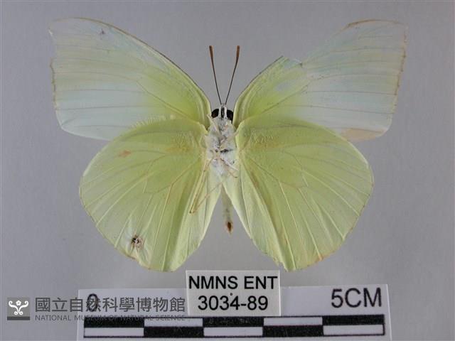 遷粉蝶、淡黃蝶藏品圖，第2張