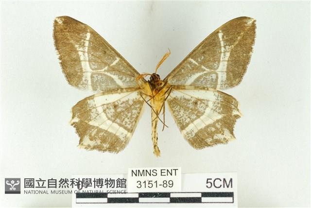 樹形尺蛾藏品圖，第2張