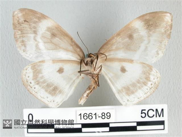 圓翅大鉤蛾藏品圖，第2張