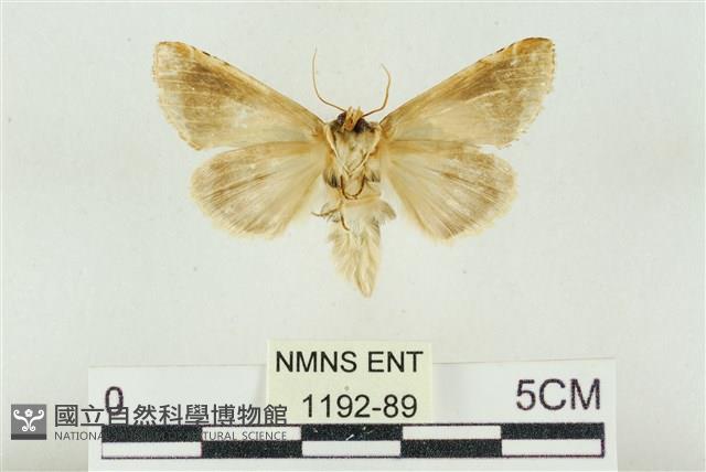 印華波紋蛾藏品圖，第2張