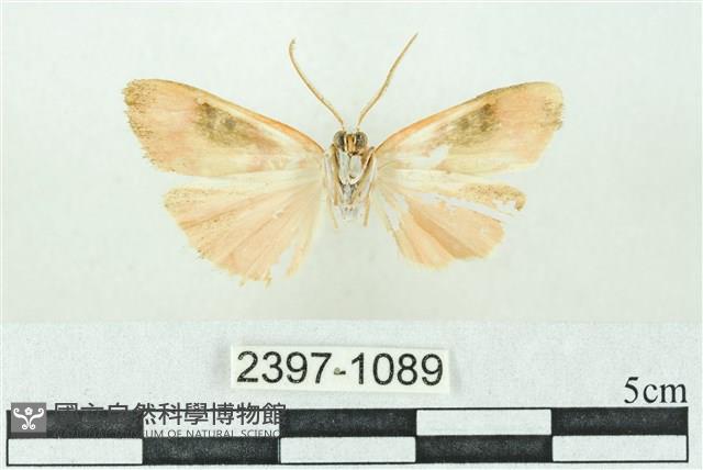 臺雪苔蛾藏品圖，第2張