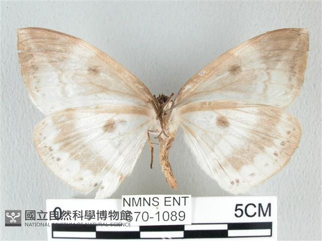 圓翅大鉤蛾藏品圖，第2張