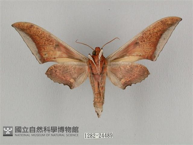 黑帶鷹翅天蛾藏品圖，第2張