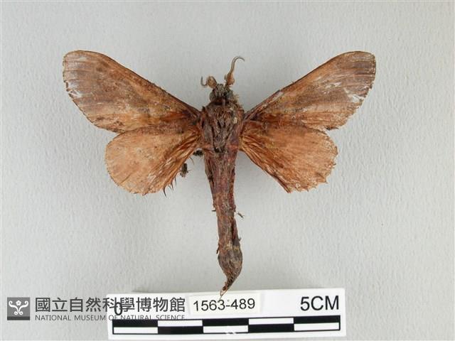 大褐斑枯葉蛾藏品圖，第2張