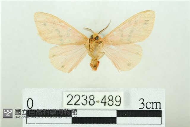 三條橙燈蛾藏品圖，第2張