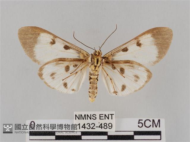 長斑擬燈蛾藏品圖，第2張