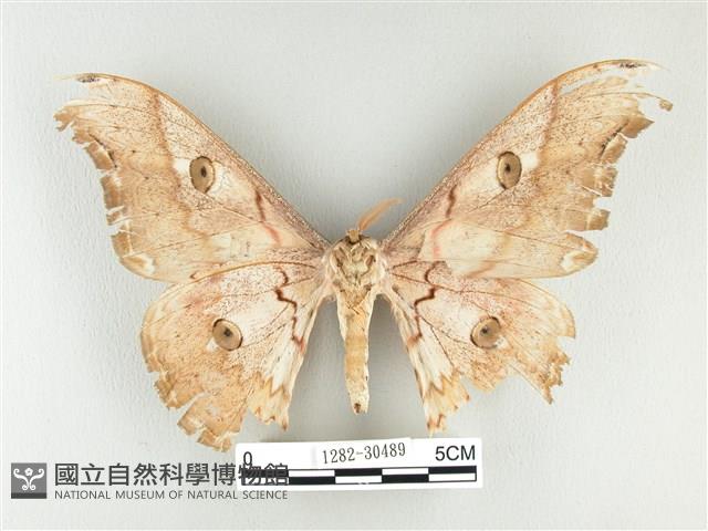 大綠目天蠶蛾藏品圖，第2張