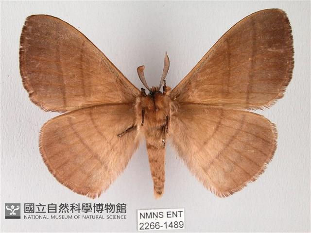 黑胸帶蛾藏品圖，第2張