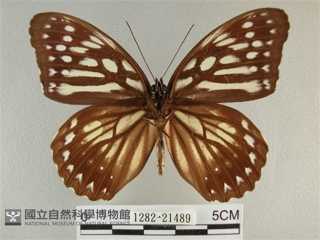 臺灣斑眼蝶藏品圖，第2張