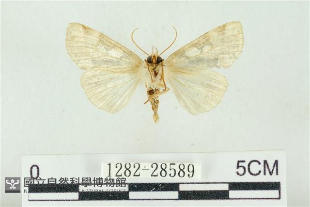 連珠波紋蛾藏品圖，第2張