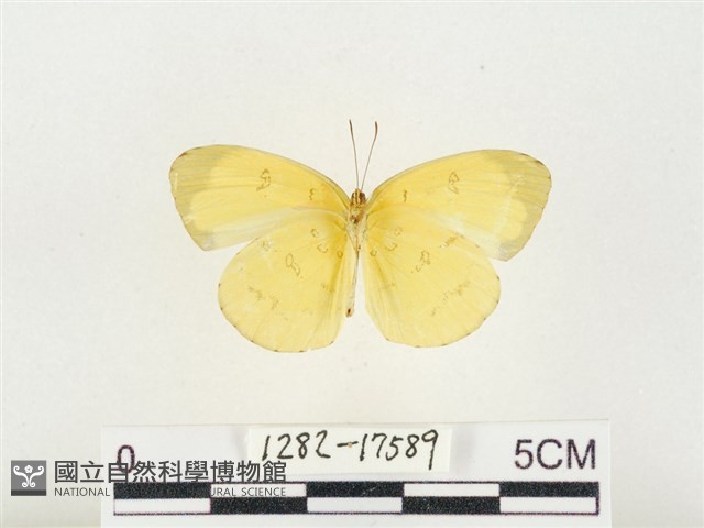 淡色黃蝶藏品圖，第2張