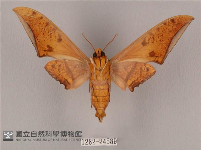 裂斑鷹翅天蛾藏品圖，第2張