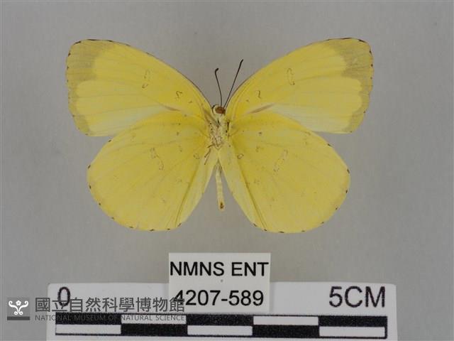 亮色黃蝶藏品圖，第2張