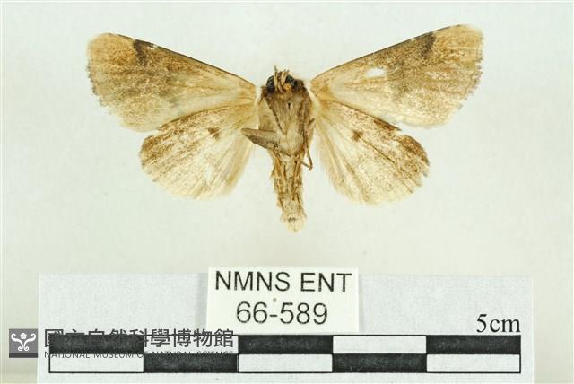 臺灣斑蕊夜蛾藏品圖，第2張