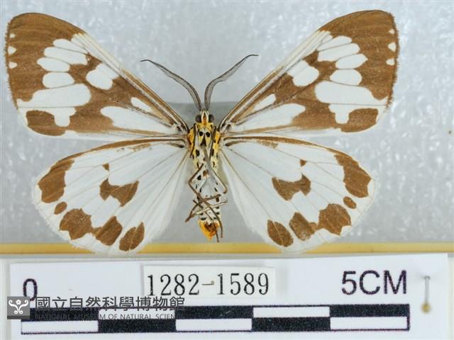 粉蝶燈蛾藏品圖，第2張