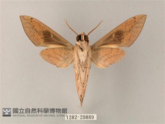 藏斜紋天蛾藏品圖，第2張