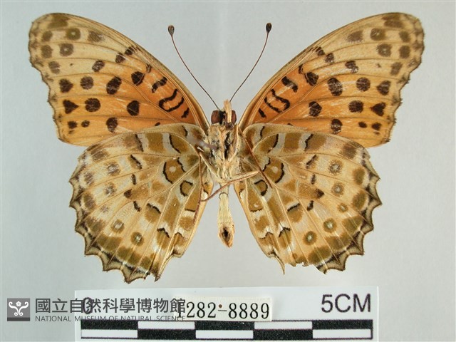 斐豹蛺蝶藏品圖，第2張
