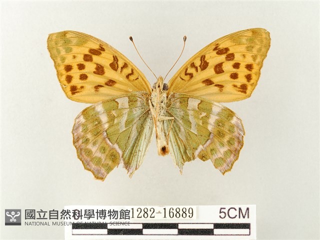 綠豹蛺蝶藏品圖，第2張