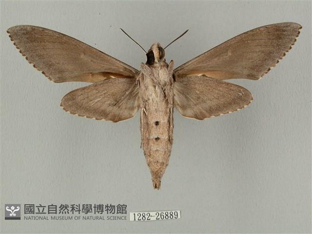 蝦殼天蛾藏品圖，第2張