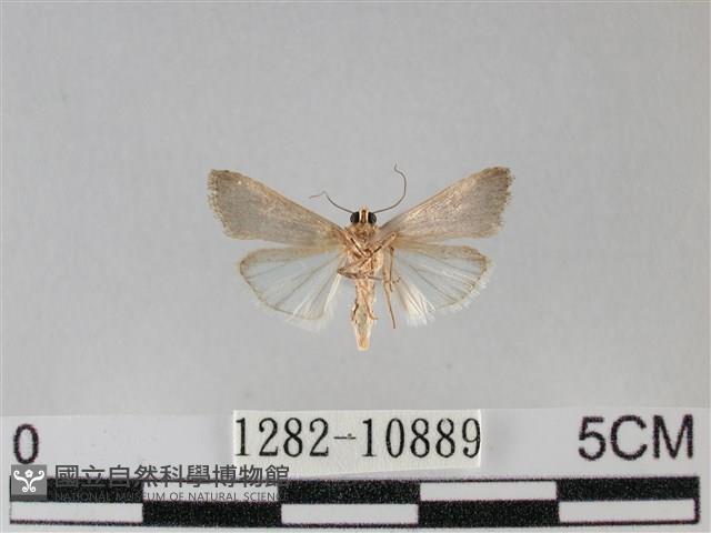 登錄號:001282-10889藏品圖，第2張