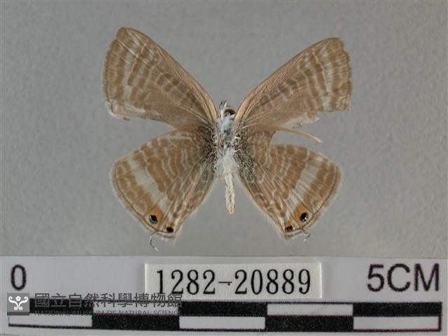 豆波灰蝶藏品圖，第2張