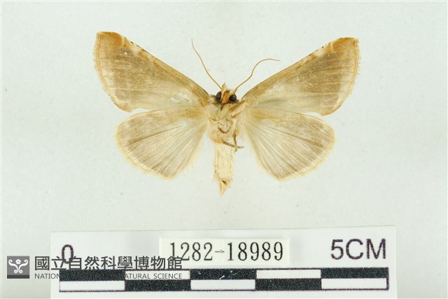 印華波紋蛾藏品圖，第2張