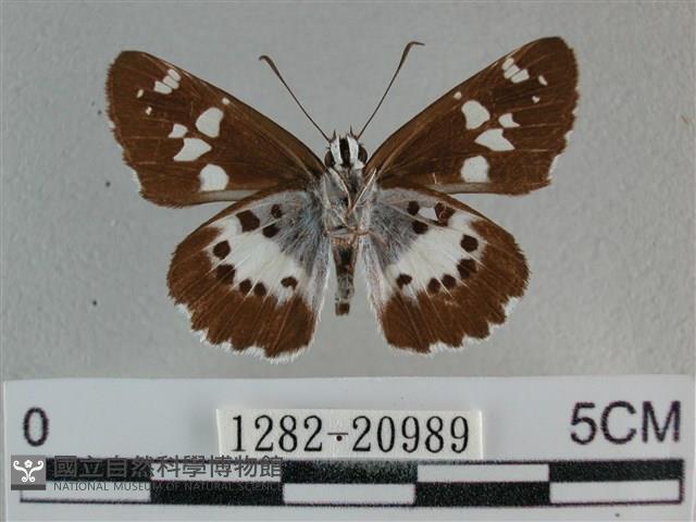 玉帶弄蝶藏品圖，第2張