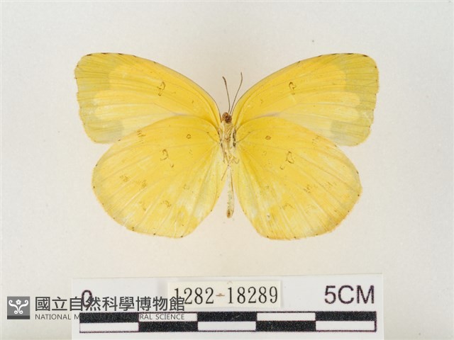 島嶼黃蝶、江崎黃蝶藏品圖，第2張