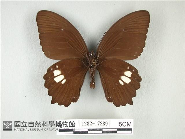 無尾白紋鳳蝶藏品圖，第2張