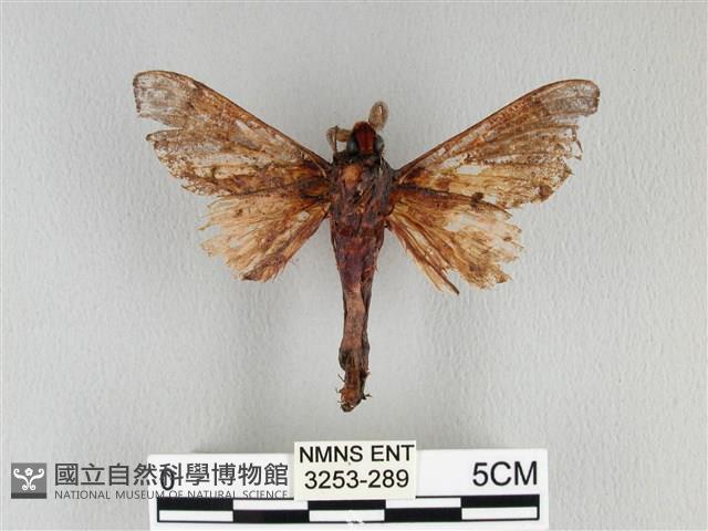 大褐斑枯葉蛾藏品圖，第2張