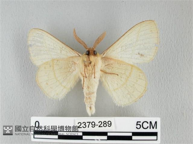 青枯葉蛾藏品圖，第2張