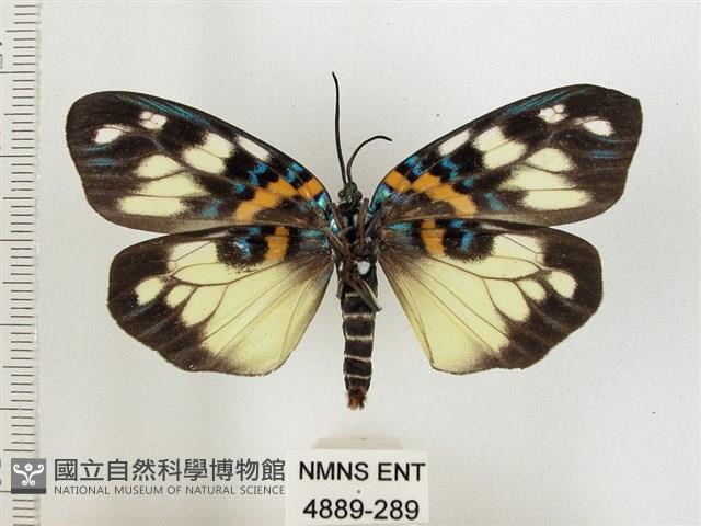 山龍眼螢斑蛾、雙星螢班蛾藏品圖，第2張