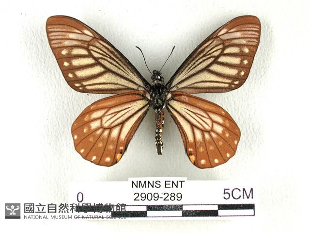黃星斑鳳蝶藏品圖，第2張