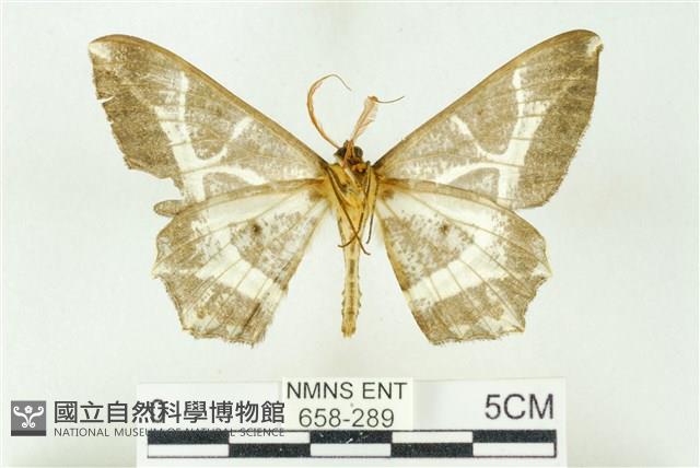 樹形尺蛾藏品圖，第2張