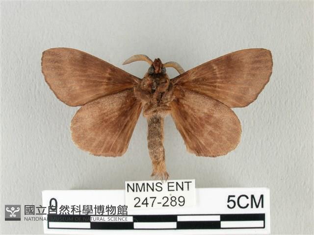 馬尾松枯葉蛾藏品圖，第2張