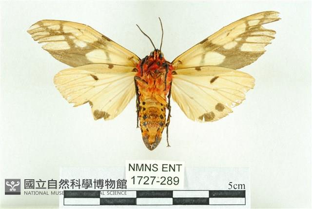 乳白斑燈蛾藏品圖，第2張