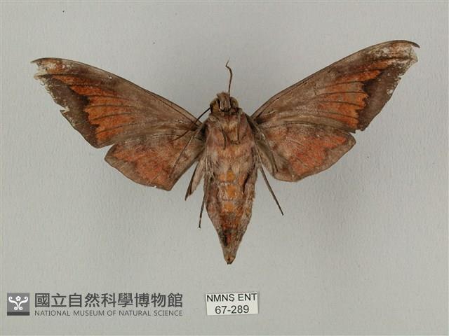 全緣缺角天蛾藏品圖，第2張