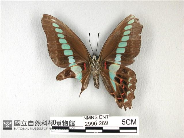 青帶鳳蝶藏品圖，第2張
