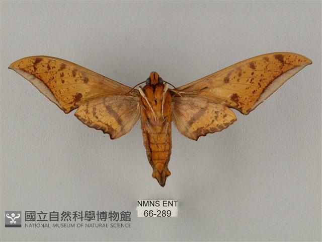 裂斑鷹翅天蛾藏品圖，第2張