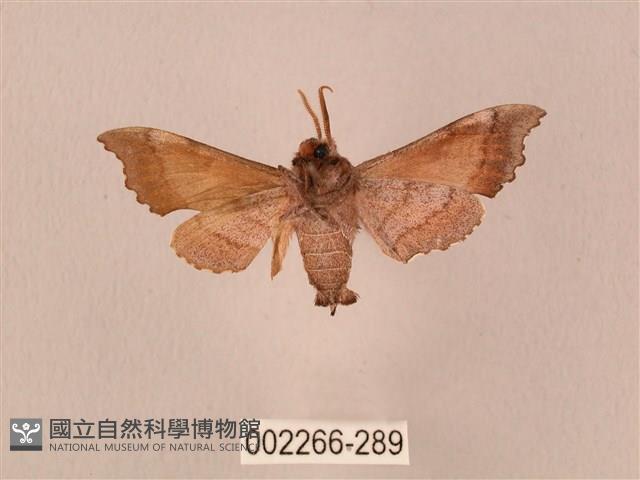 楓天蛾藏品圖，第2張