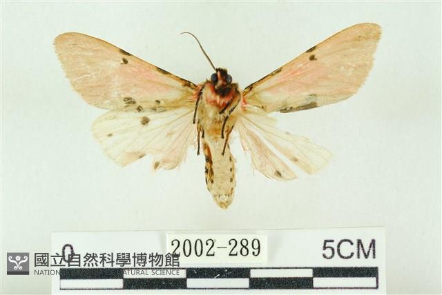 棍棒污燈蛾藏品圖，第2張