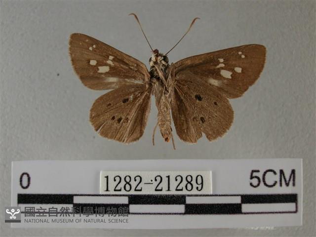 黑星弄蝶藏品圖，第2張