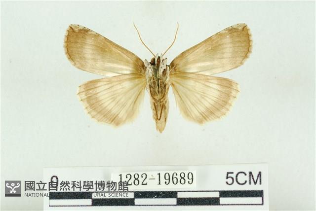 臺洒波紋蛾藏品圖，第2張