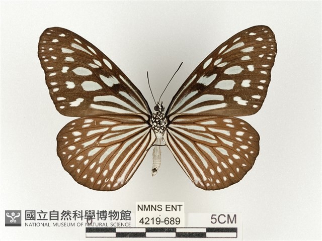 旖斑蝶藏品圖，第2張