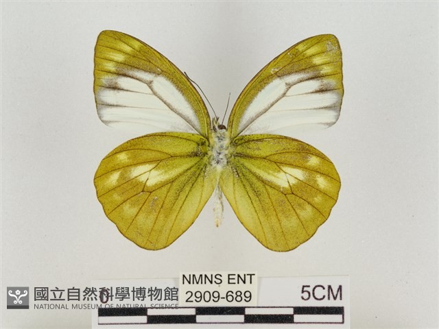 淡褐脈粉蝶藏品圖，第2張