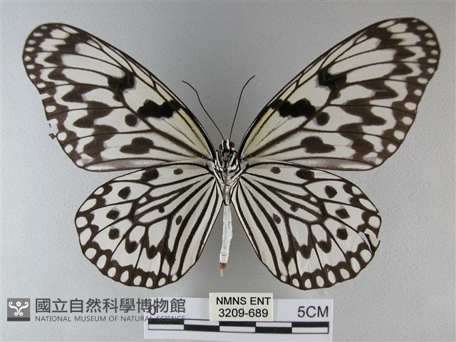 大白斑蝶藏品圖，第2張