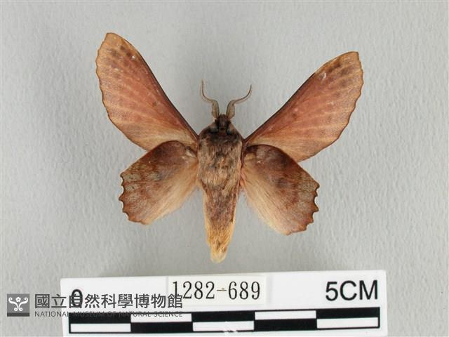 臺灣枯葉蛾藏品圖，第2張