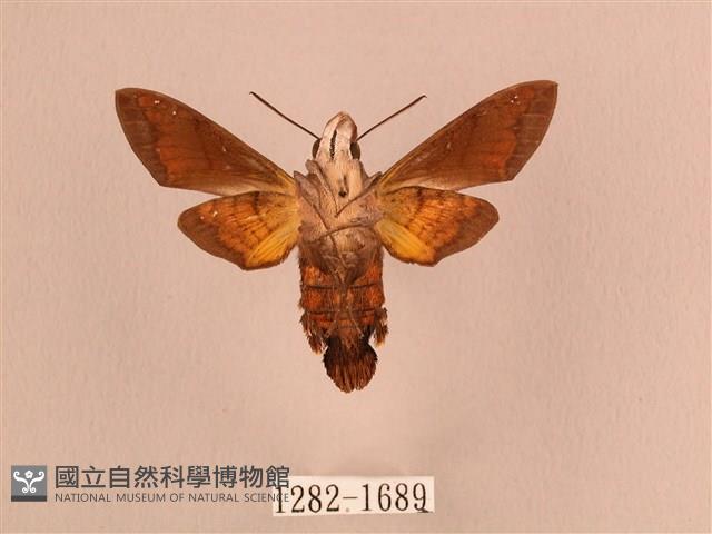 叉帶長喙天蛾藏品圖，第2張