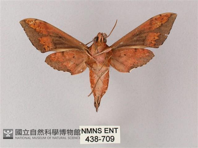 雙斑白肩天蛾藏品圖，第2張