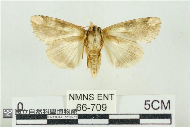 連珠波紋蛾藏品圖，第2張